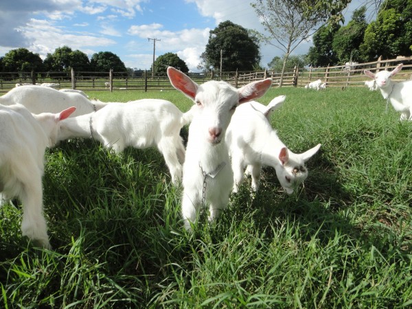 Os criadores da raça Saanen poderão conhecer os animais com valor genético superior para a produção de leite em sistemas intensificados