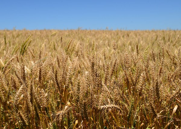 Pesquisa associou boa genética e manejo eficiente e comprovou ser possível gerar renda no inverno com a cultura do trigo