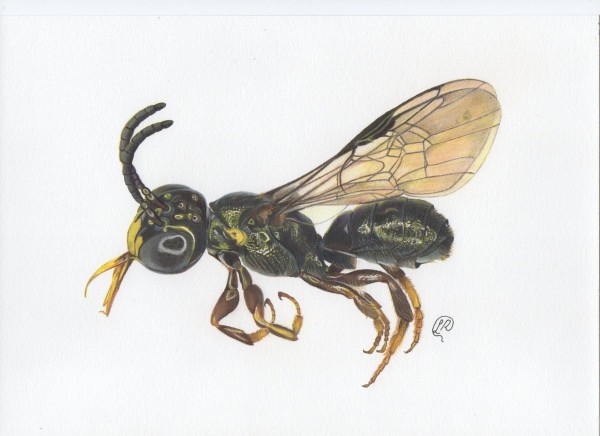 Graças ao estudo, foi identificado o primeiro registro de espécie do subgênero Ceratina (Ceratinula), popularmente conhecido como abelhas carpinteiras pequenas